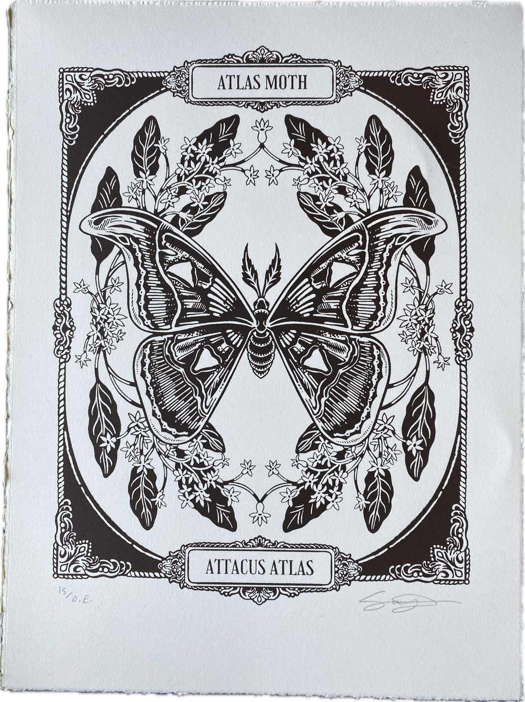 Atlas Moth, Screen-print, 2025.