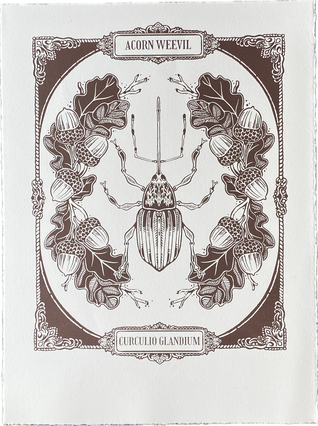 Acorn Weevil, Screen-print, 2025.